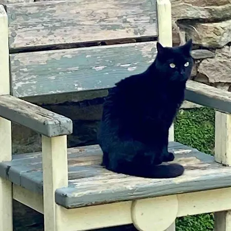 Beautiful Renovated Stone House For Dog Friendly, Quayside Location *